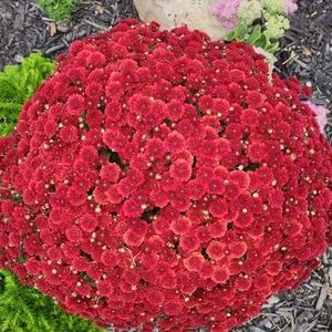 Meet your Posher, Marsha